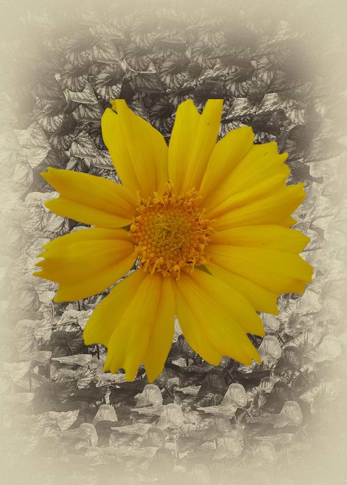 Sunflower and cream bg