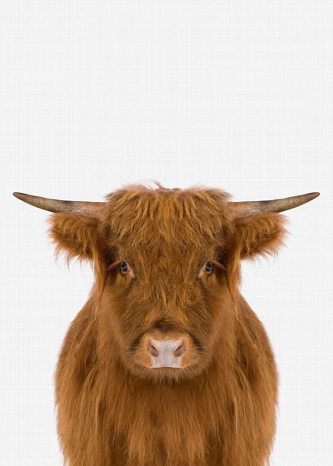Highland Cow