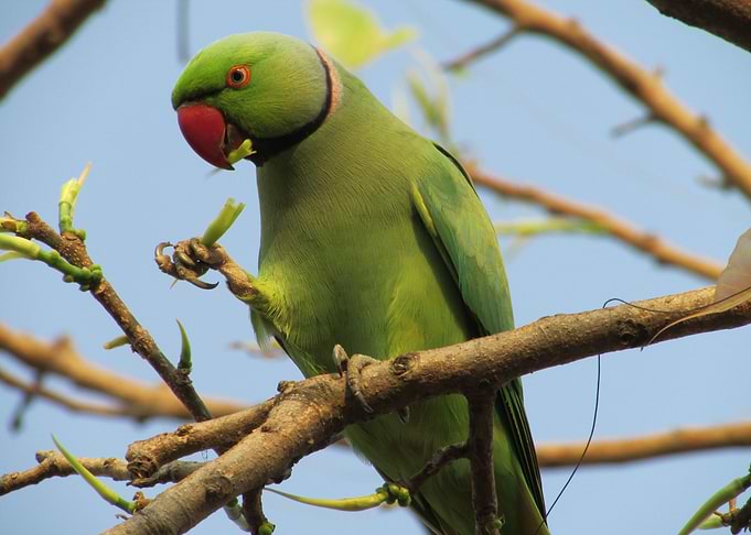 Parrot