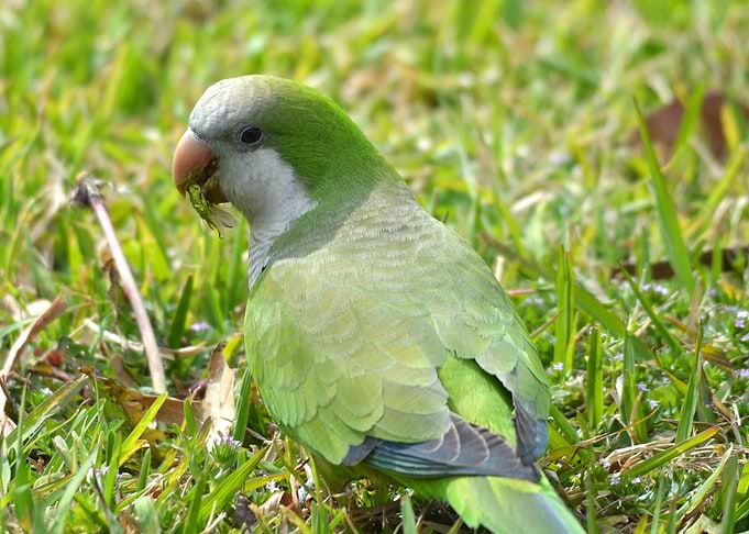 Parakeet parrot