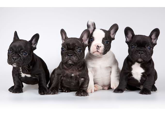 Cute Puppies
