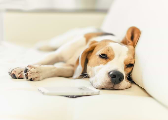 Puppy Beagle