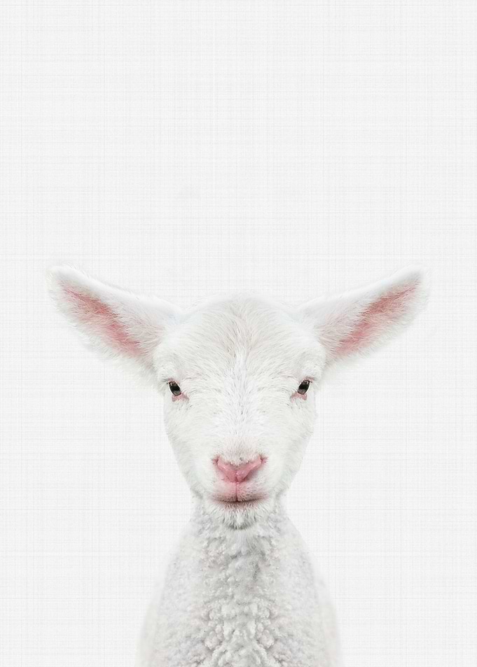 Lamb