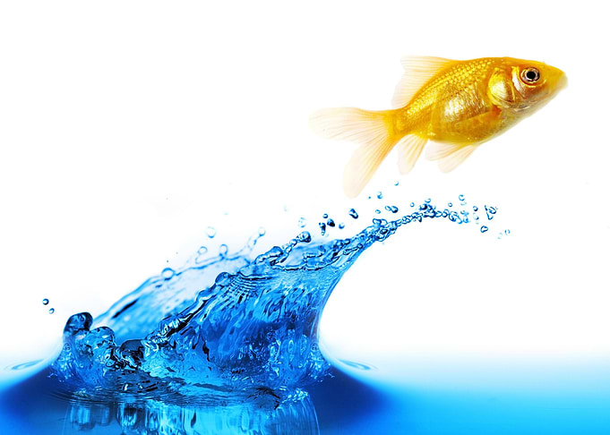 Fish artwork