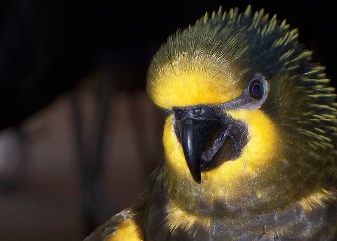LORY tropical parrot