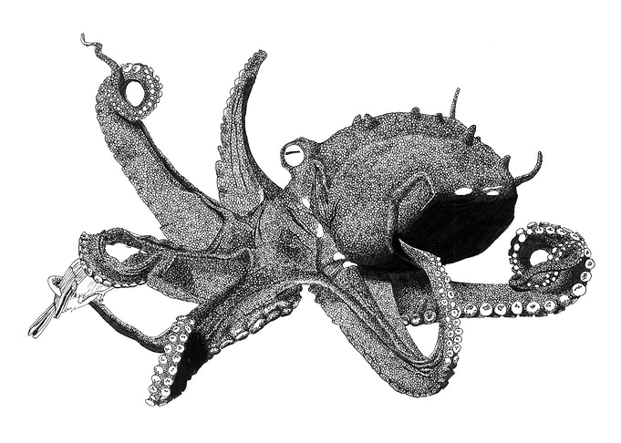 Octopus artwork
