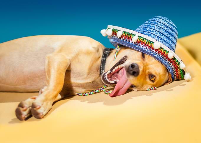 Funny sombrero dog