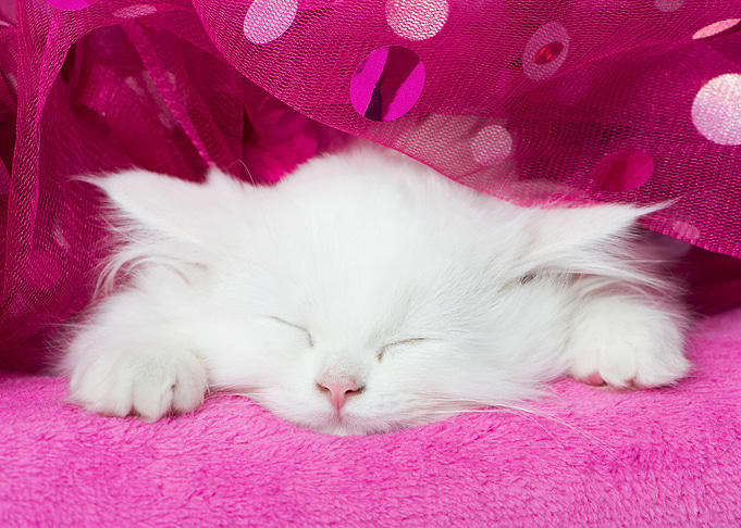 Super cute Kitten