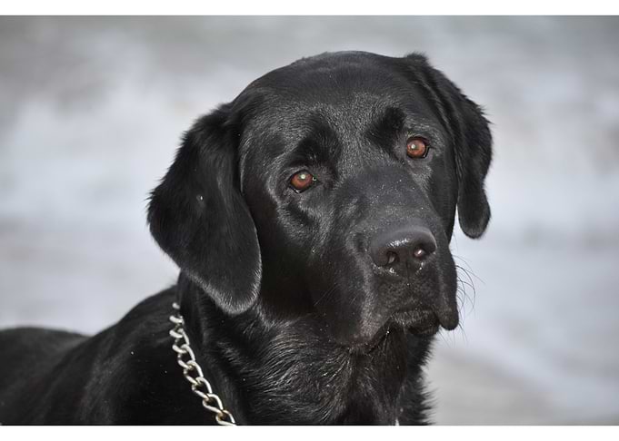 Black Labrador in the snow