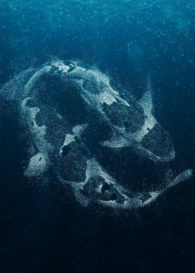 Fish swimming together