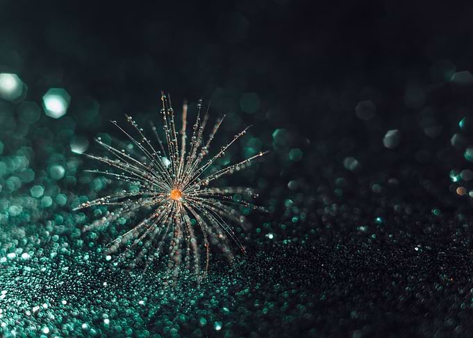 Dandelion seed