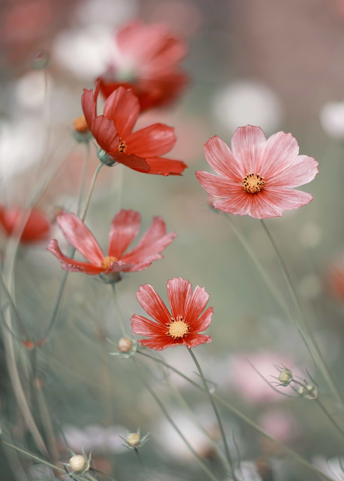 Impression flowers