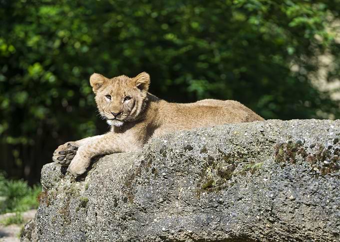 Lion kitten