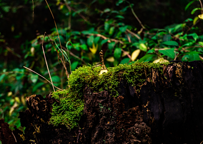 Paris in a forest