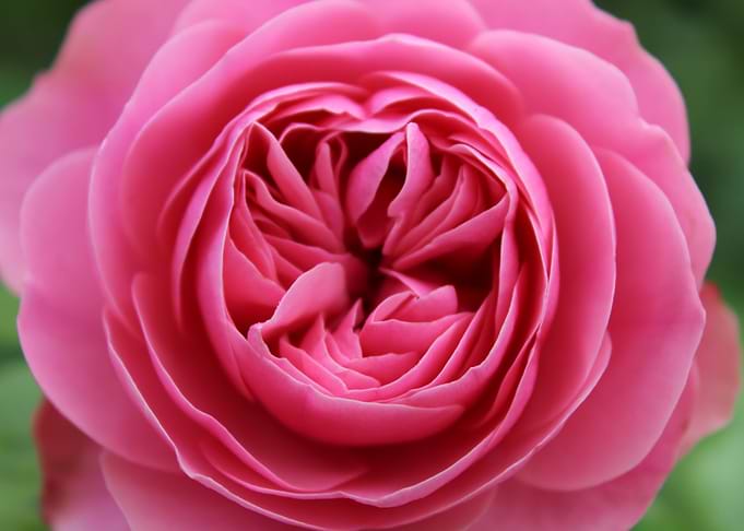 Photo Roses rose