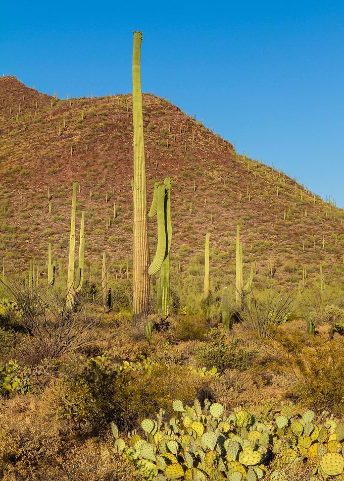 SAGUARO NATIONAL PARK