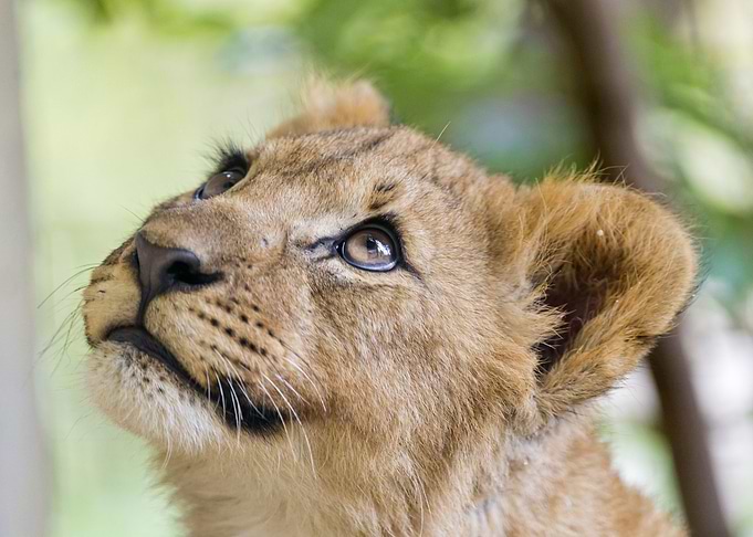 Lion kitten
