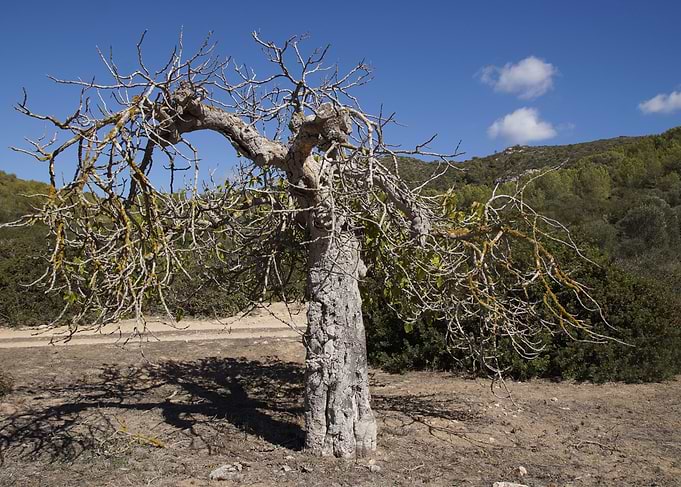 Dead tree