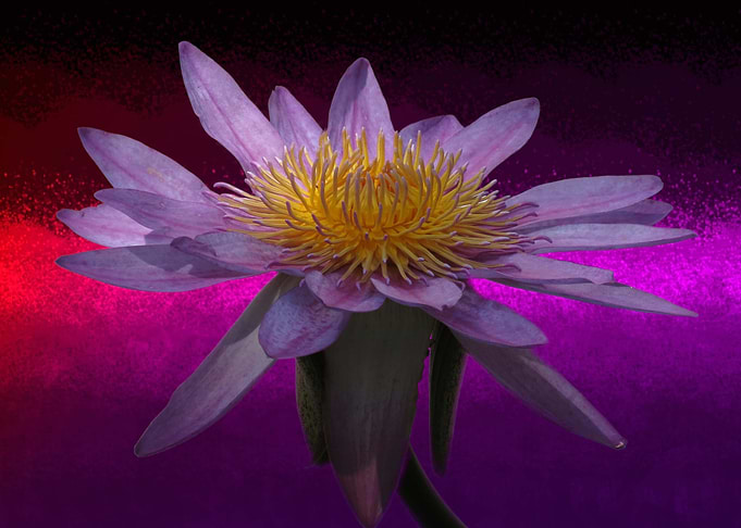 bloom