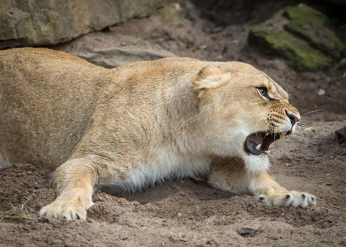 Lion