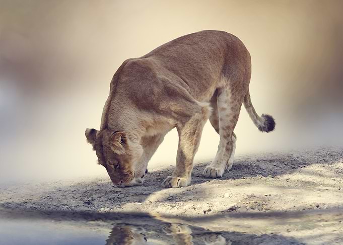 Lion