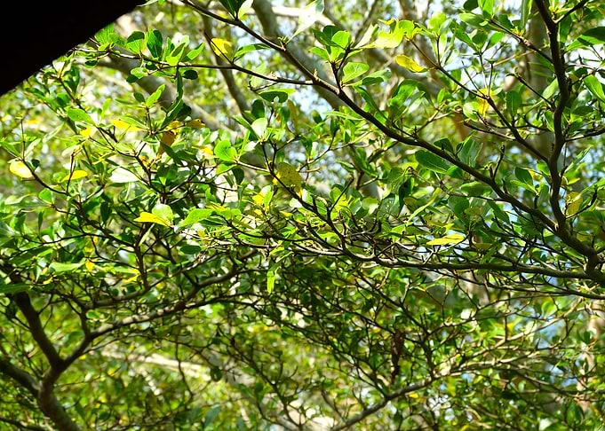 treegreennatuewoodphotogra