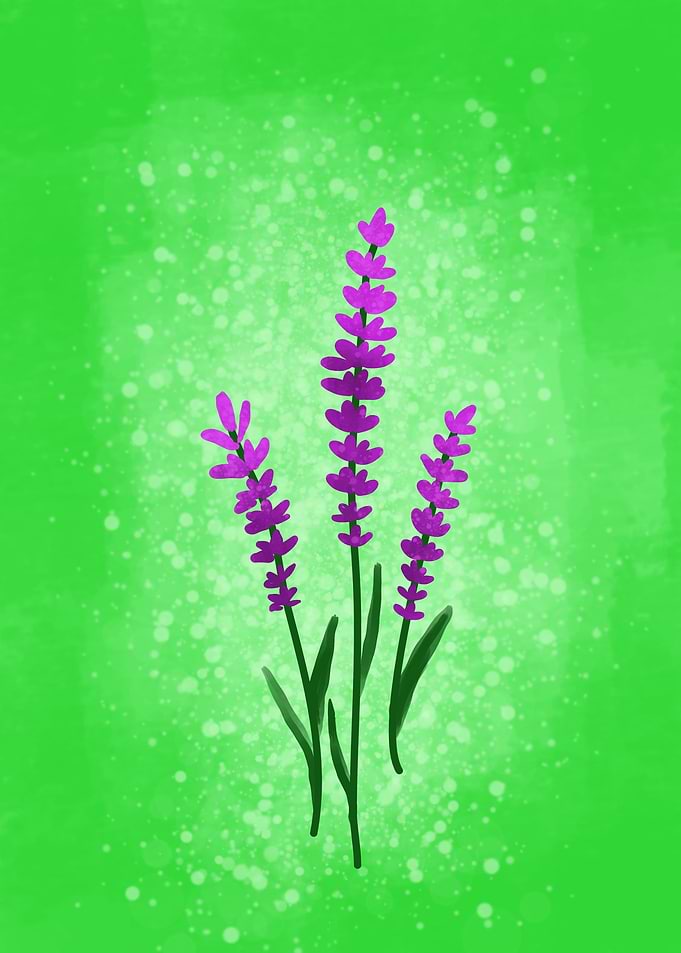 Lavender