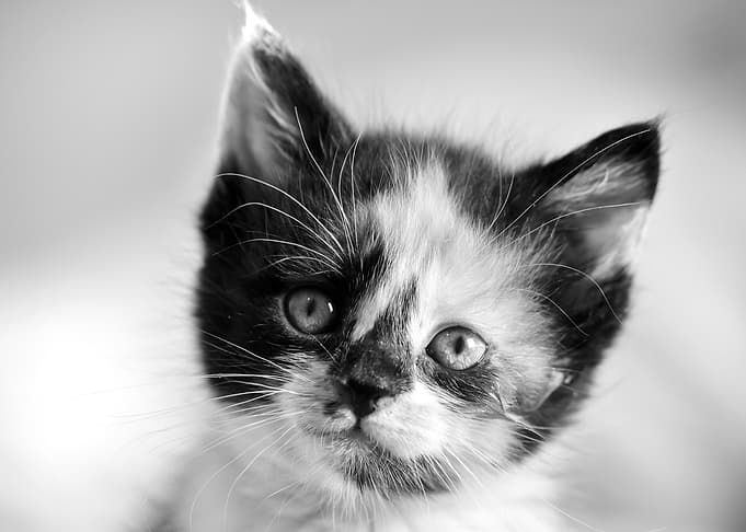 Cute Kitten