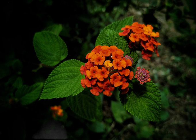 The Flower