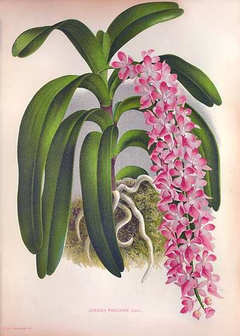 Vintage Lilac Orchid