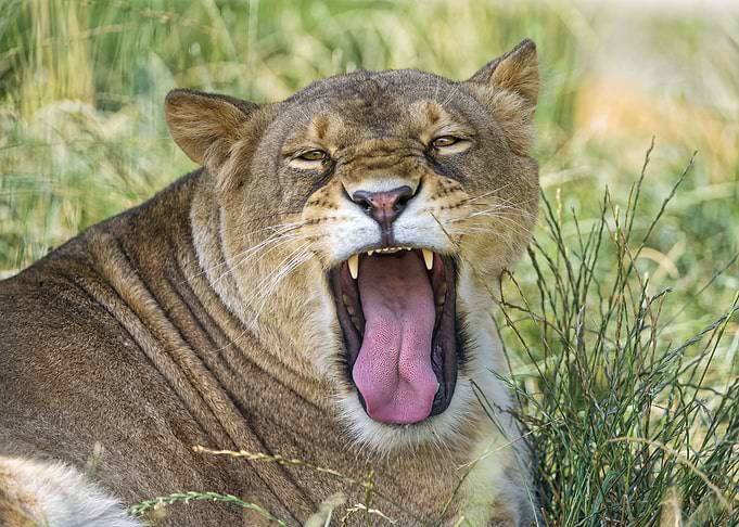 Lion