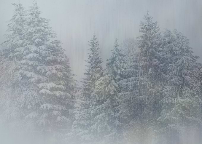 Winter Forest
