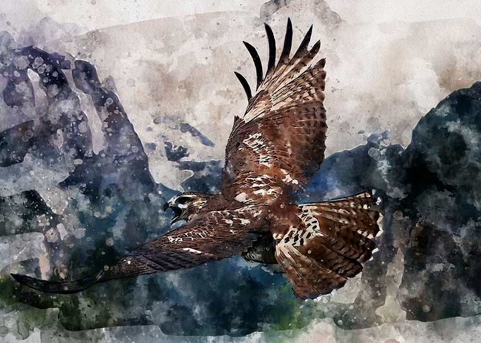 Mountain Hawk
