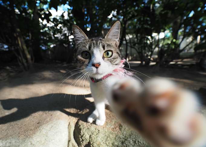 Funny cute cat