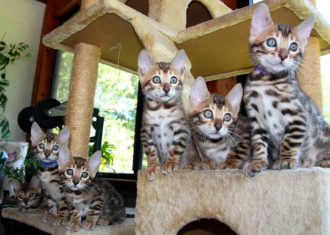 Cute kittens