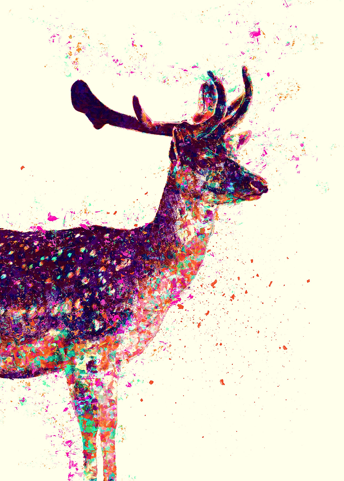 Deer