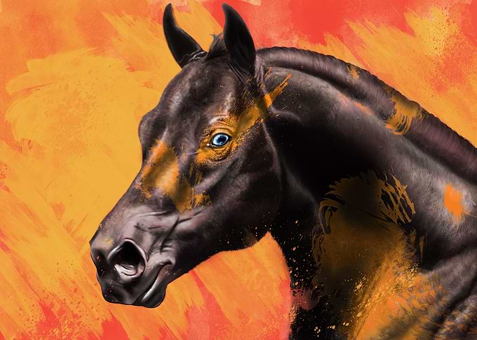 arabian horse