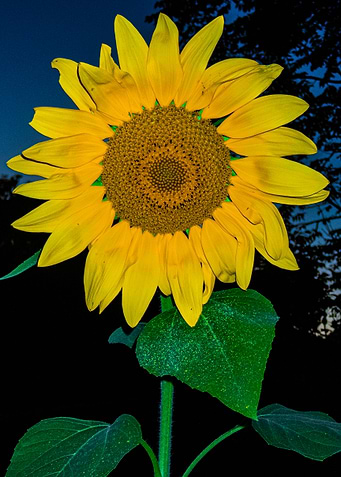 Sunflower