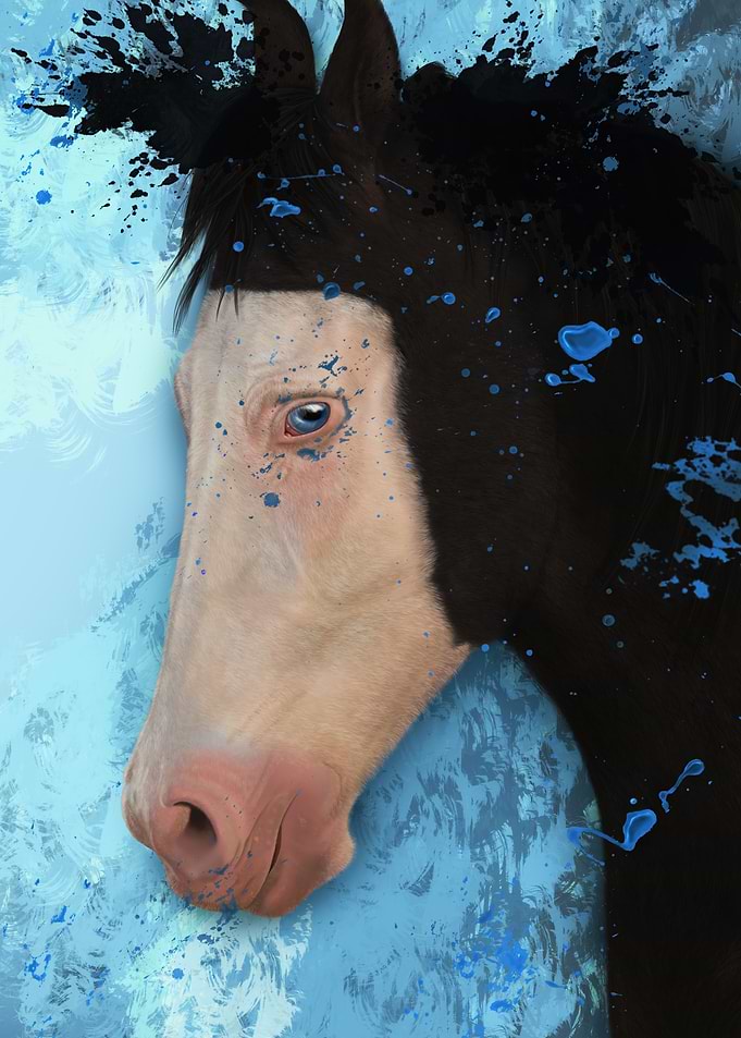 Marwari Horse