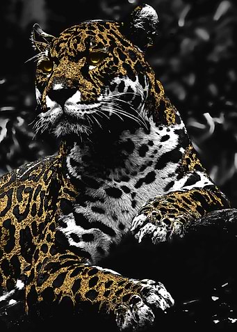 Leopard gold eyes