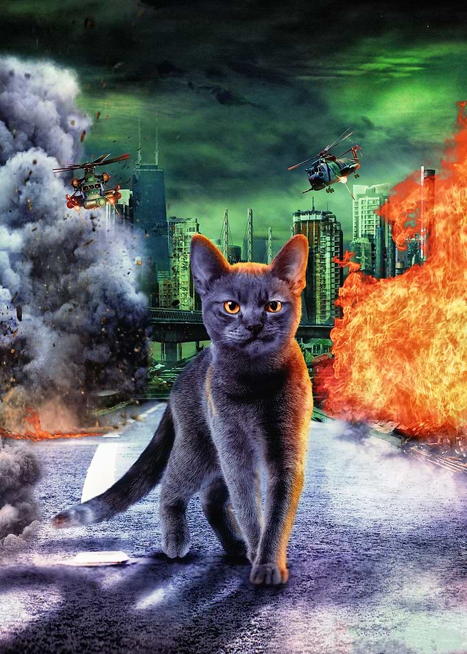Adorable Cat in the War