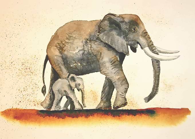 Super quality of elephant
