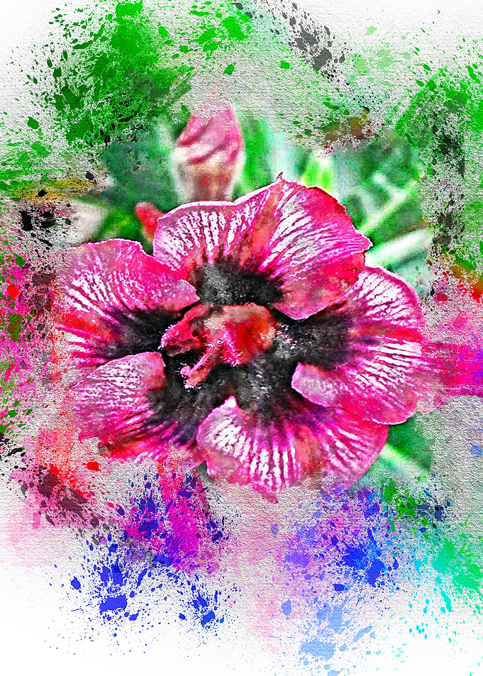 Pink flowers bloom