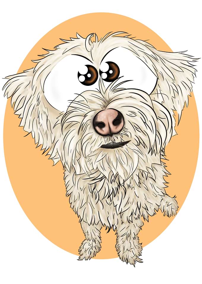 Fouky Pyrenean Shepherd