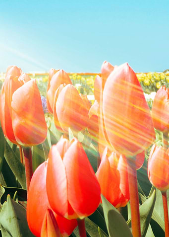 Tulips field 1