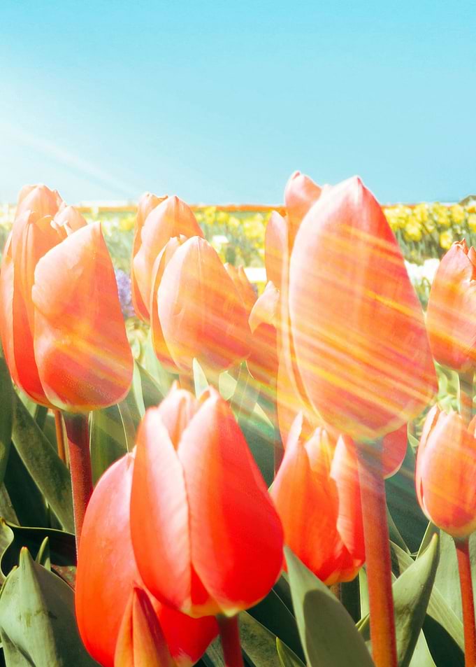 Tulips field 1