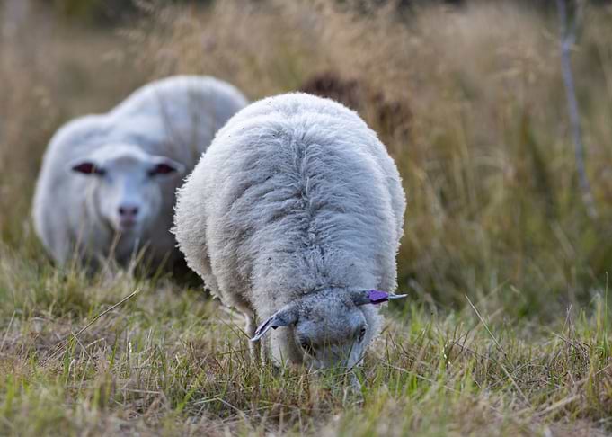 Sheeps