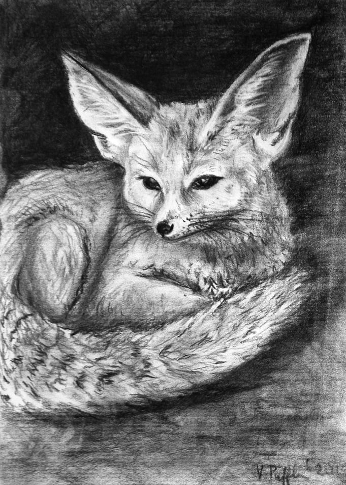 Cute fennec fox