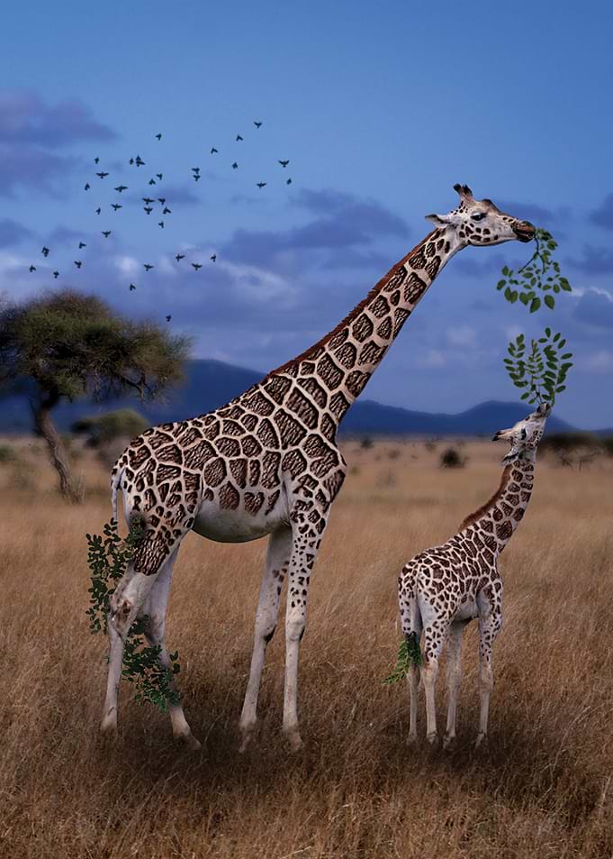 Giraffe tree