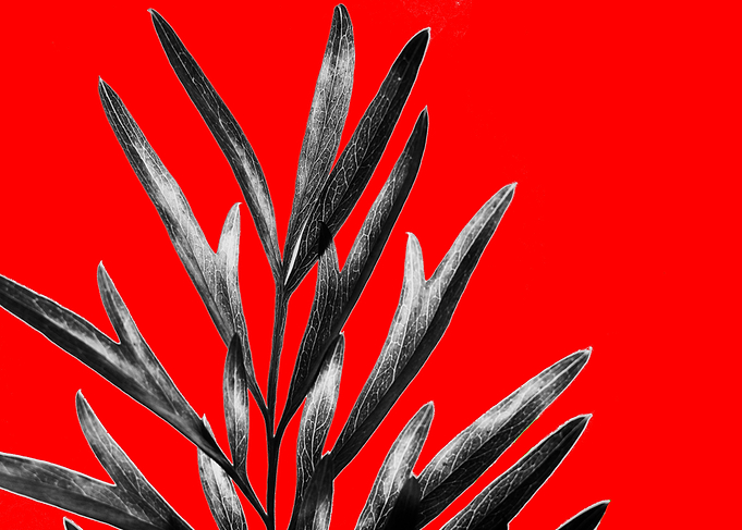 Pine Leaf Option 2